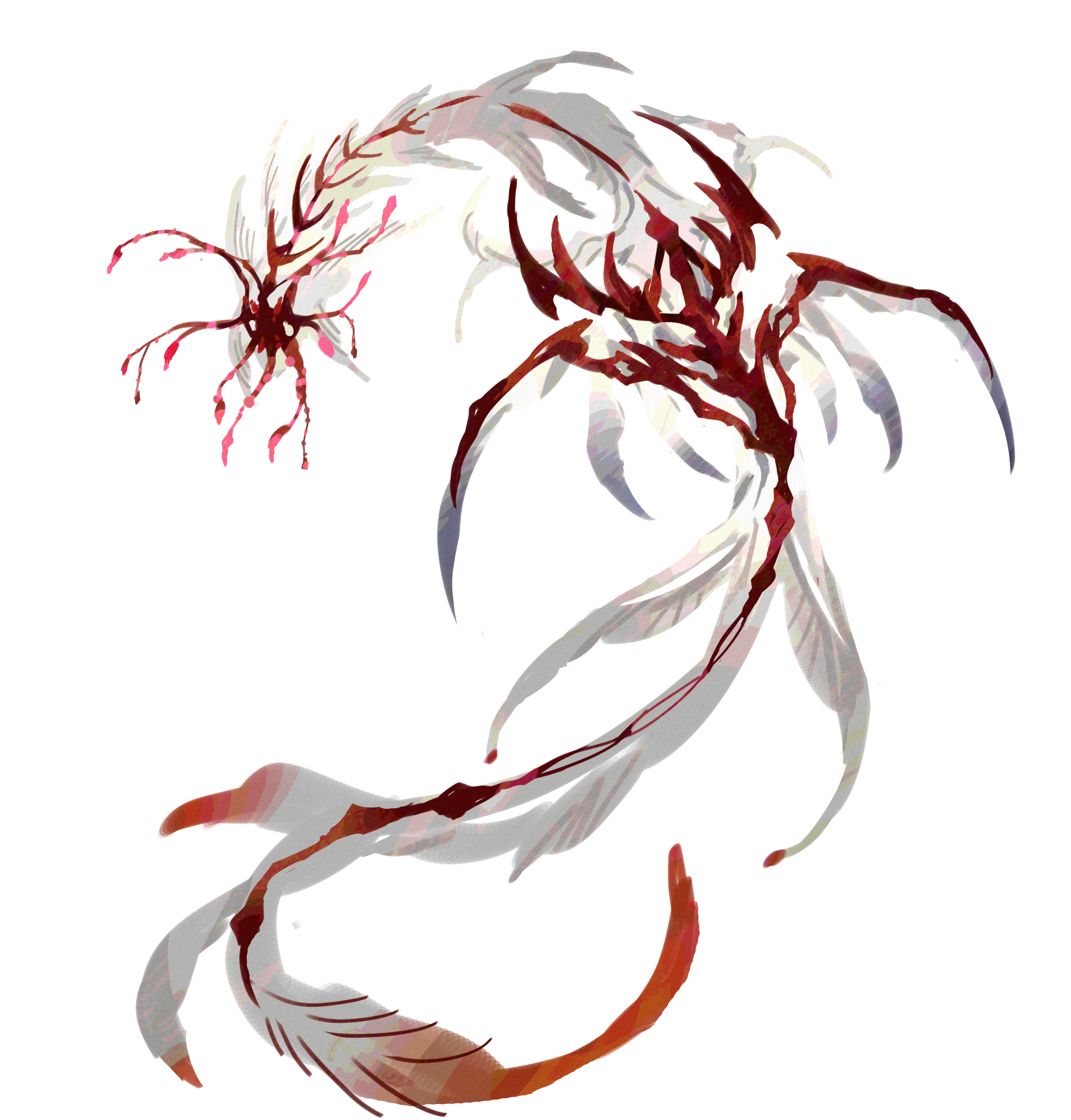 赤纹骨鳐 · Raia ossivena